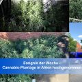 Collage der gefundenen Cannabis-Pflanzen